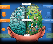 Neuroliderazgo, una competencia del líder público para la congruencia